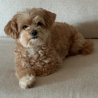 Barb's Dog Aspyn