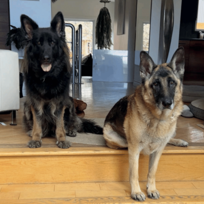 Kennedy's Dogs Tikki & Dexter
