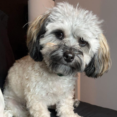 Shelley's Dog Axel