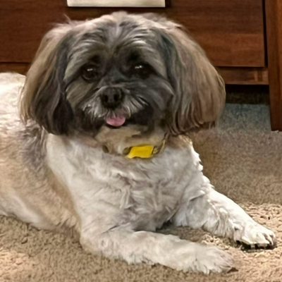 Shelley's Dog Buddy
